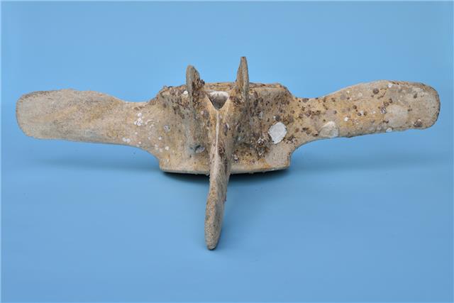 鯨魚（脊椎骨）